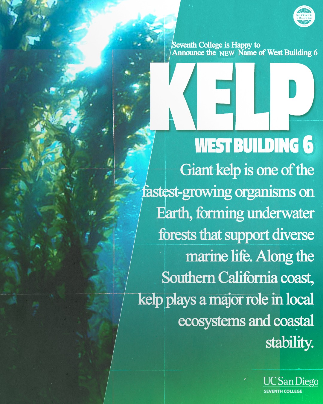 West Building 6 Kelp